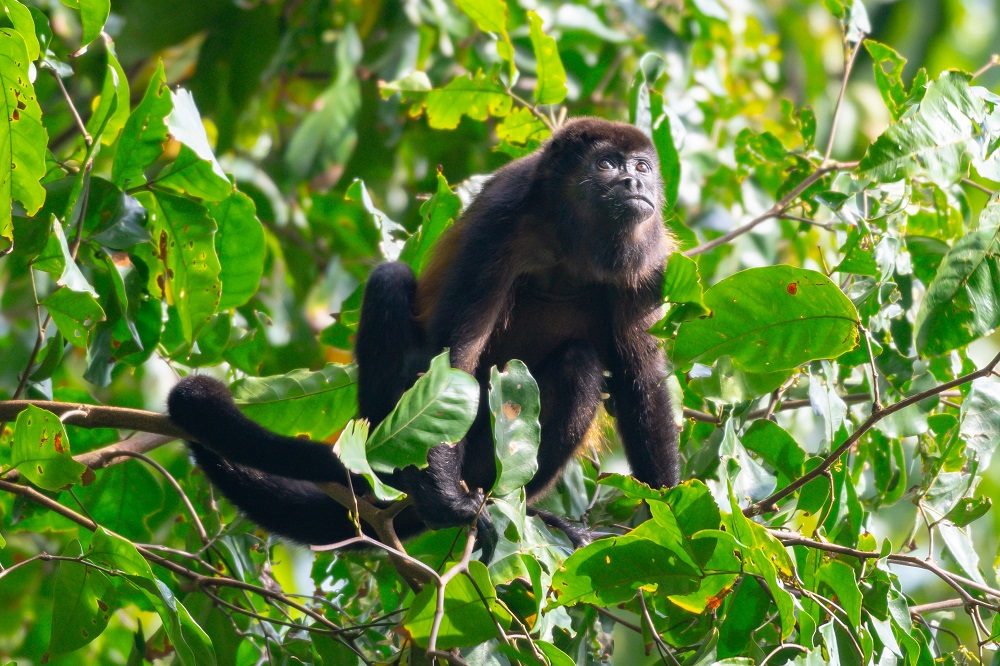 Brulaap wildlife fotoreis Costa Rica