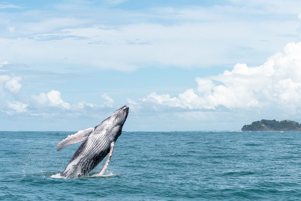 Bultrug walvis Costa Rica fotoreis