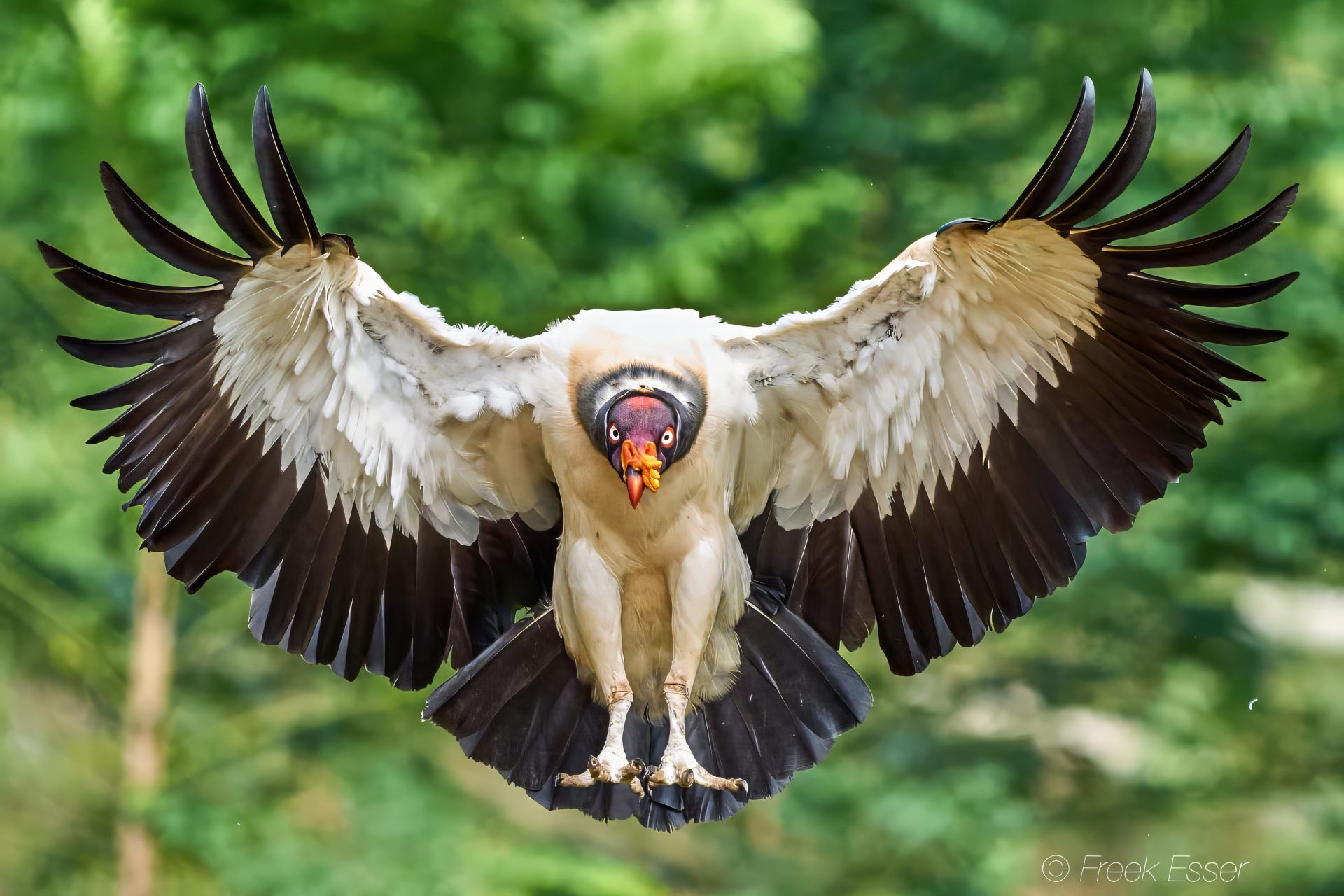 Kingvulture