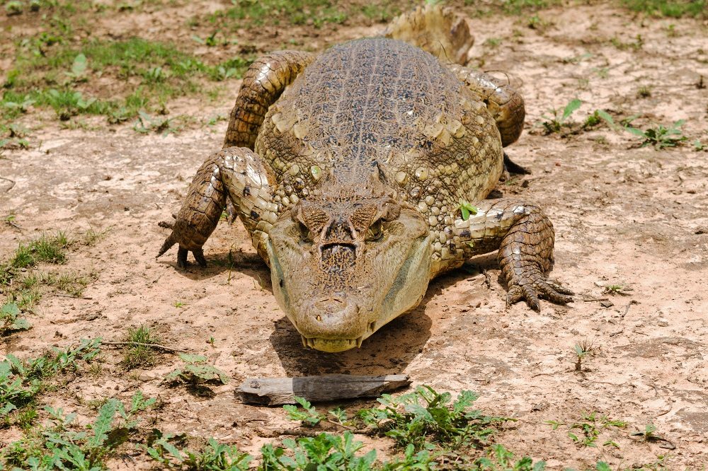 Caiman foto van Aventur Eco Tours