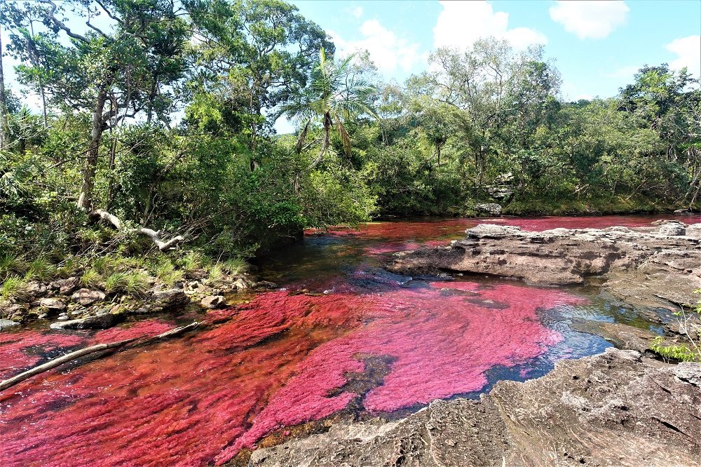 Cano Cristales colombia 4 Cano Cristales colombia 4