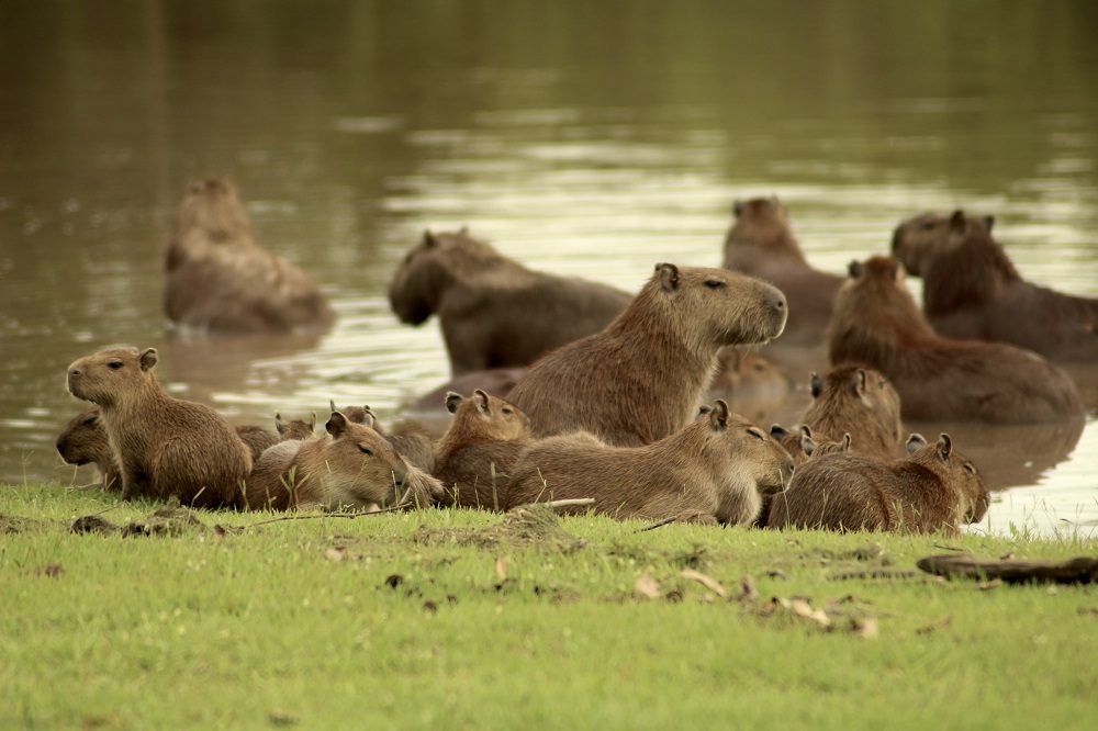 Capibara los llanos Capibara los llanos