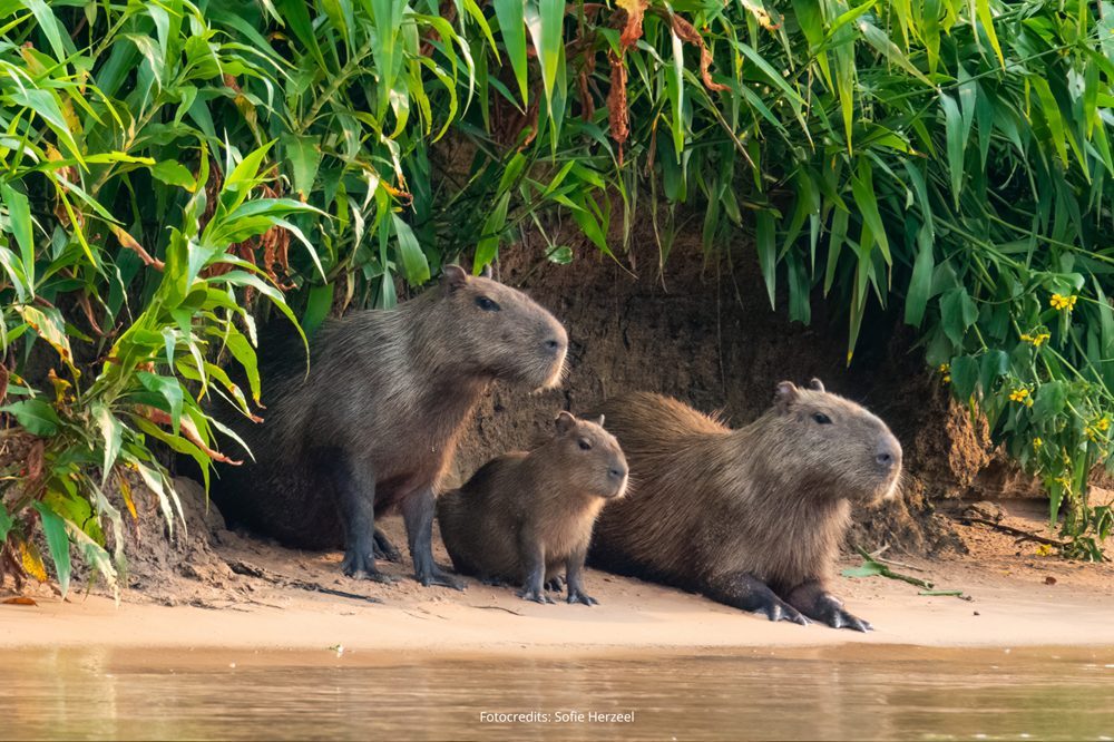 Capibara's Pantanal