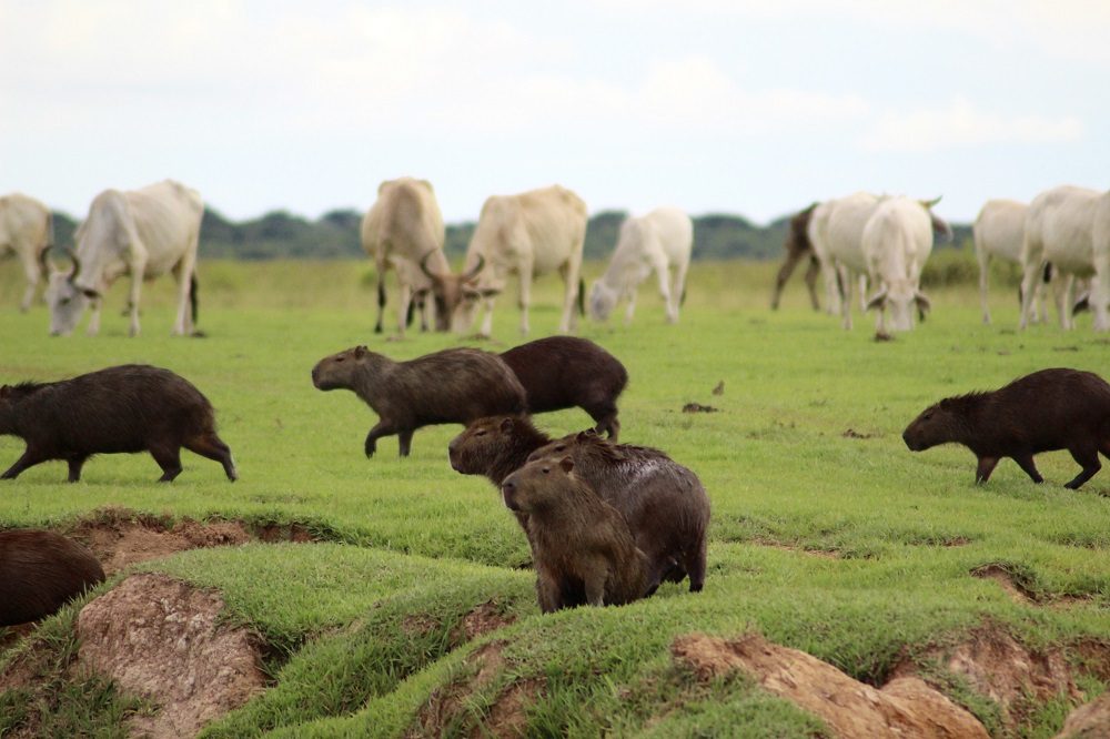 Los Llanos Colombia