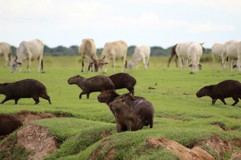 Capybaras and cattle foto van Aventur Eco Tours 1 Capybaras and cattle foto van Aventur Eco Tours 1