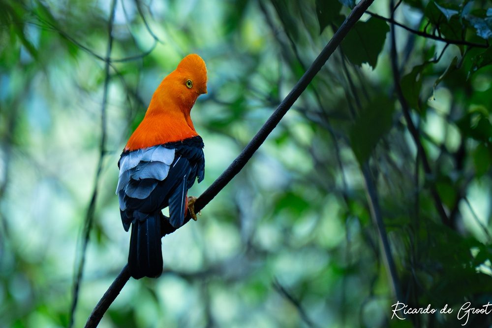 Cock of the Rock Ecuador