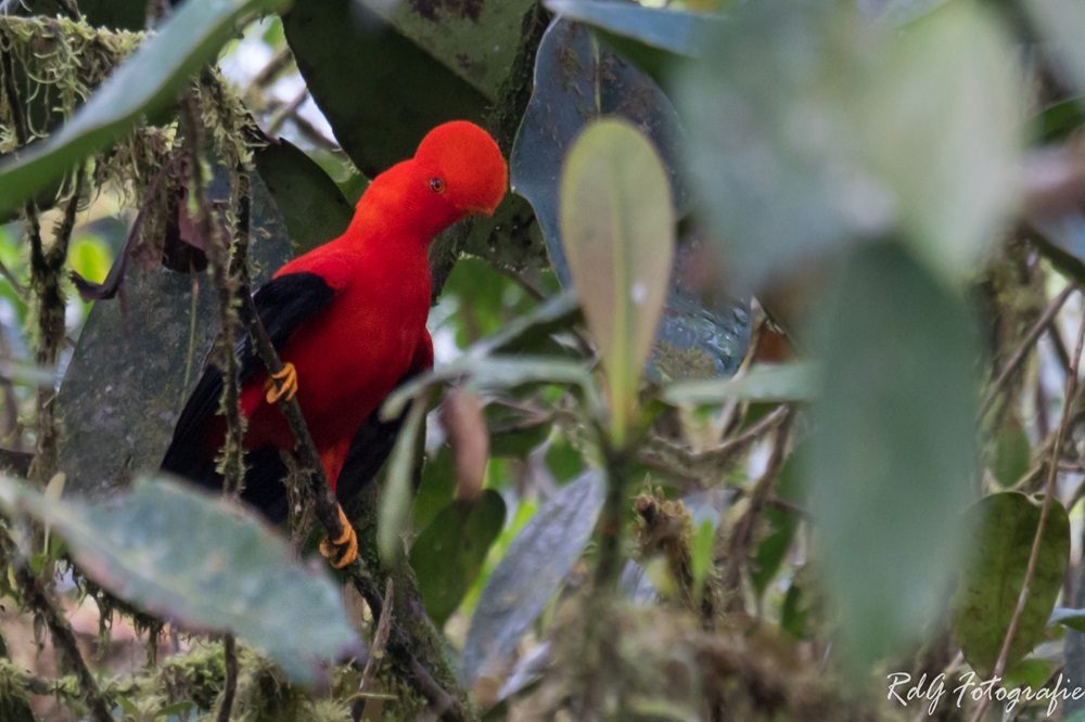 Cock of the Rock fotoreis ecuador Cock of the Rock fotoreis ecuador