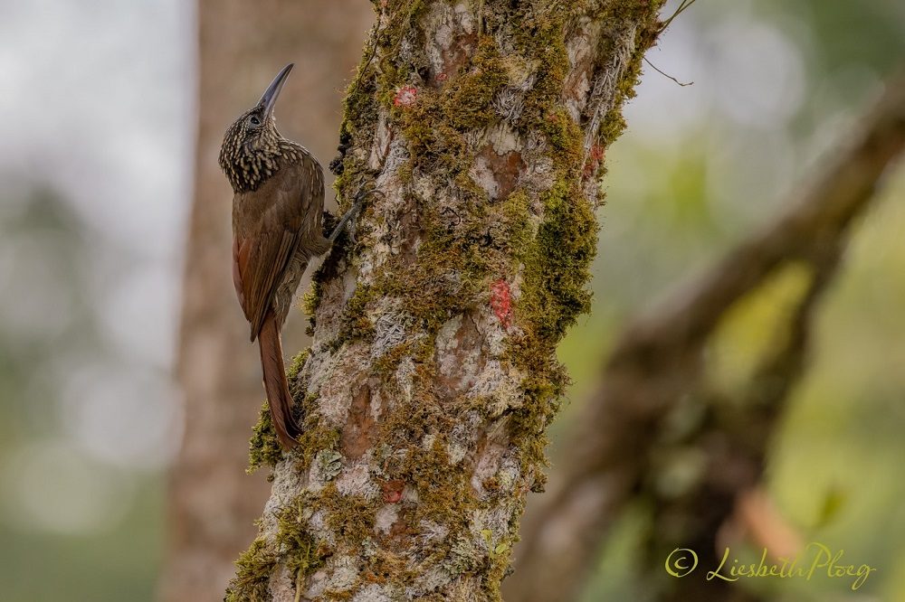 Colombia 1 Colombia 1