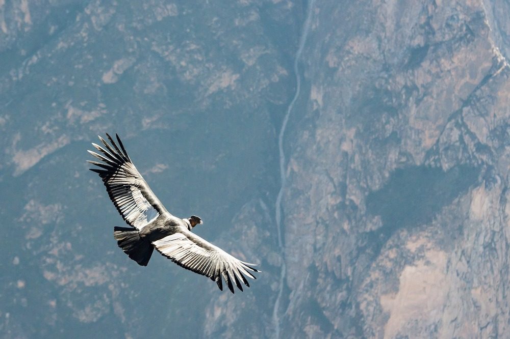 Condor Colca Canyon Peru