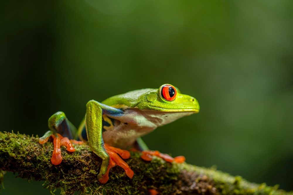 Costa Rica Frog Fotoreis