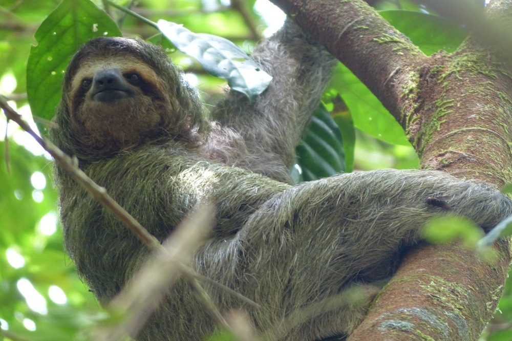 Costa Rica Luiaard