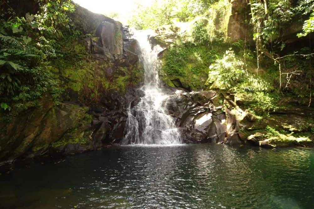 Costa Rica Ongerept 1 Costa Rica Ongerept 1