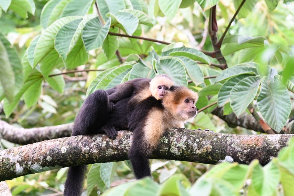 Costa Rica aap