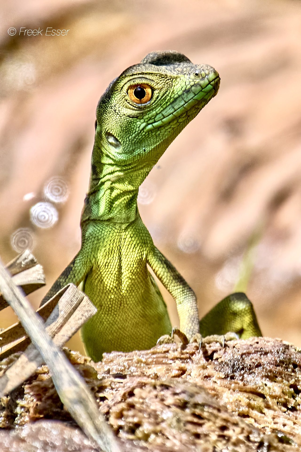 Costa Rica fotoreis Costa Rica fotoreis