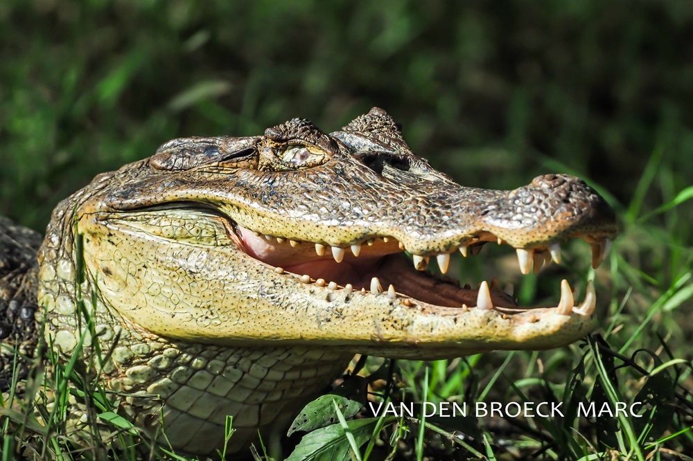 Costa Rica fotoreis Costa Rica fotoreis