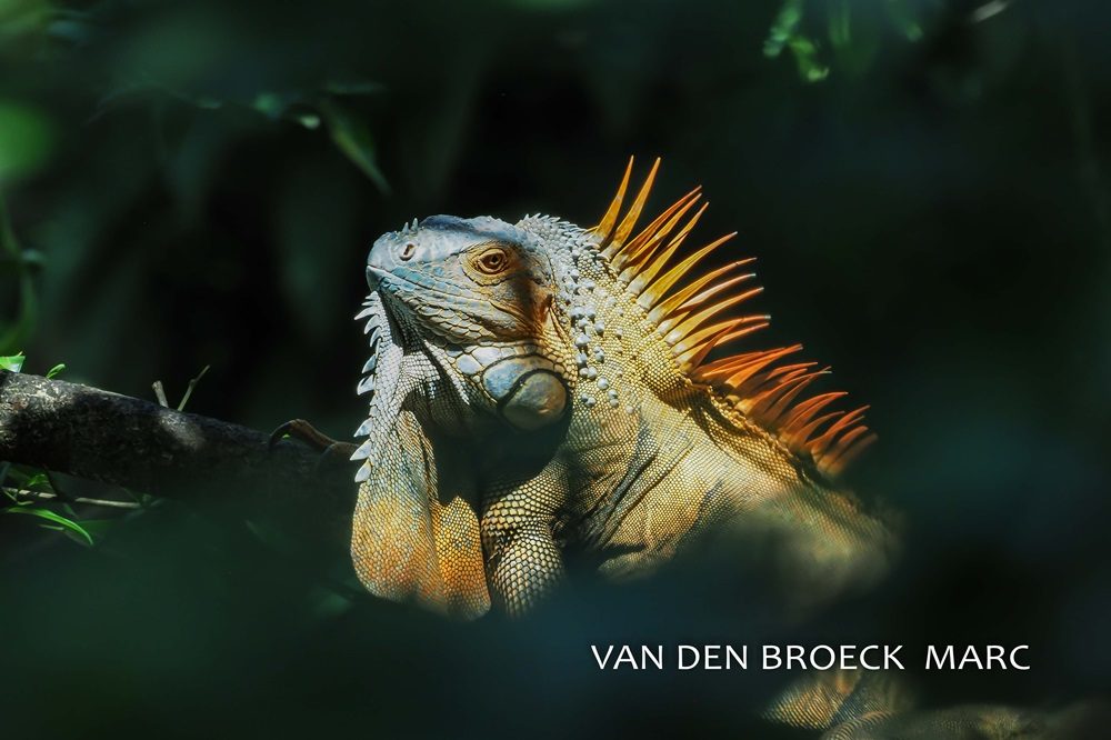 Costa Rica fotoreis Costa Rica fotoreis