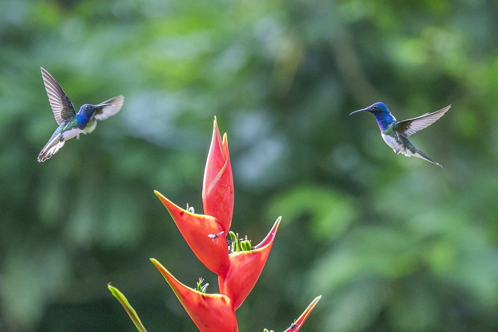 Costa Rica fotoreis hummingbirds