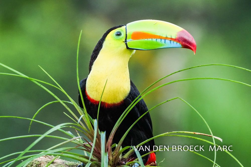 Costa Rica fotoreis Costa Rica fotoreis