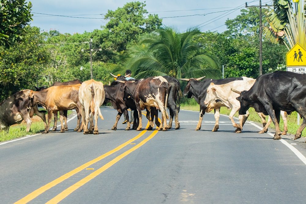 Costa Rica overstekend verkeer Costa Rica overstekend verkeer