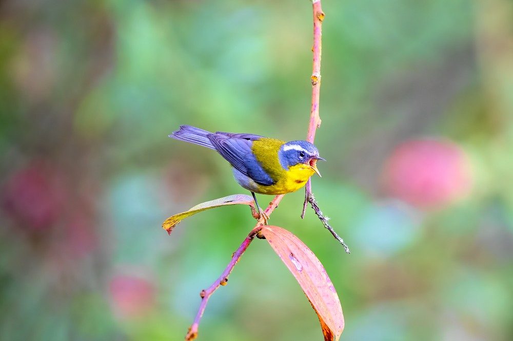 Crescent chested Warbler Tecpan vogelreis guatemala