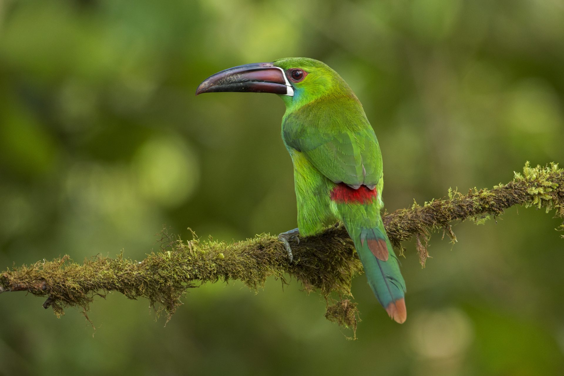 Crimson rumped Toucanet