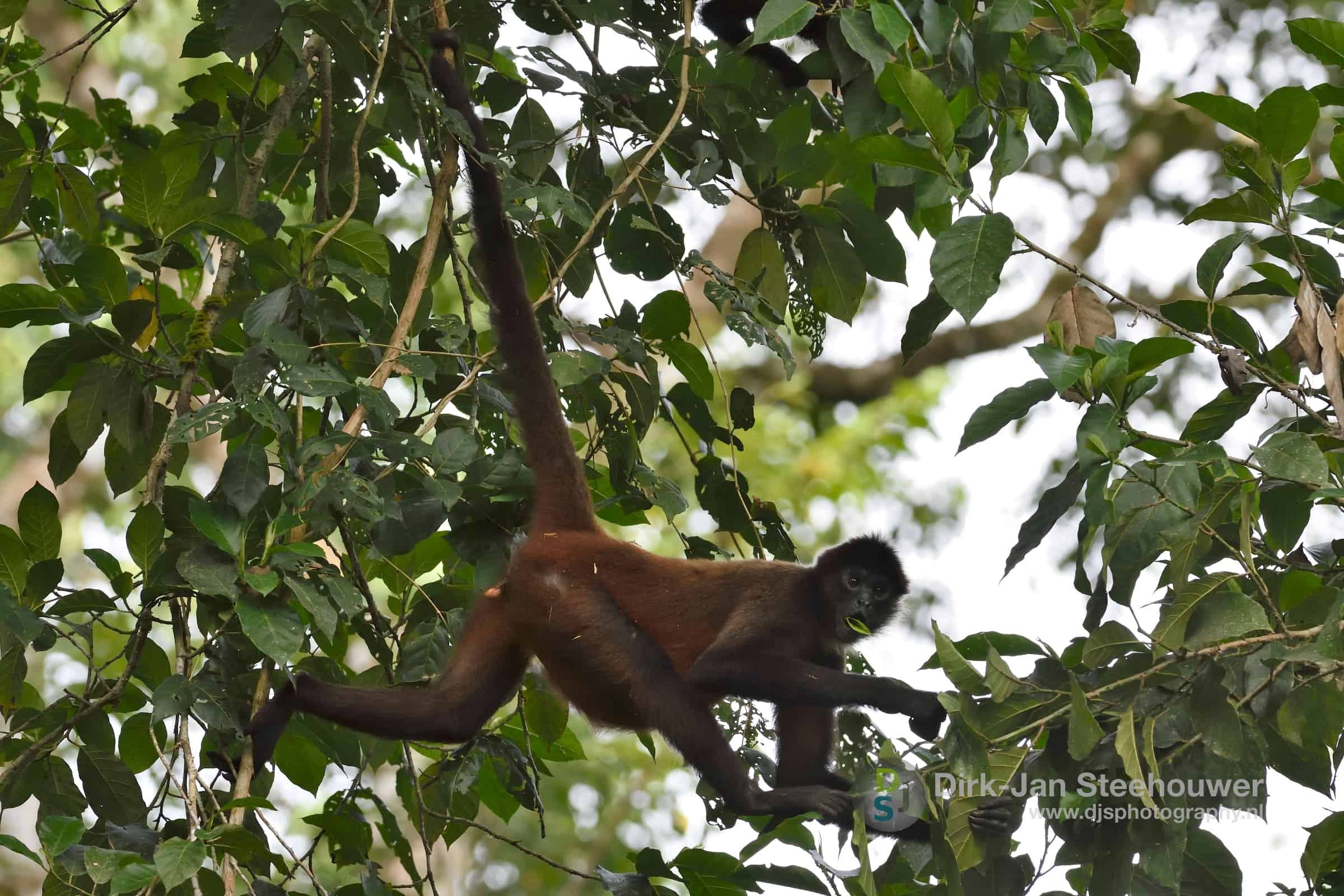 Dieren in Costa Rica 5 1