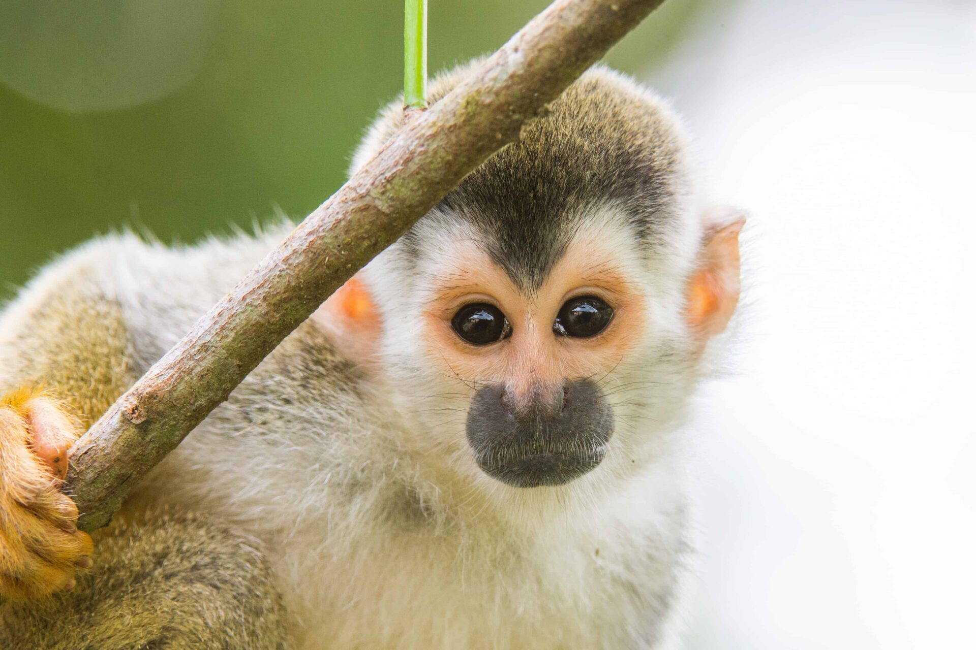 Dieren in Costa Rica Doodskopaap Dieren in Costa Rica Doodskopaap