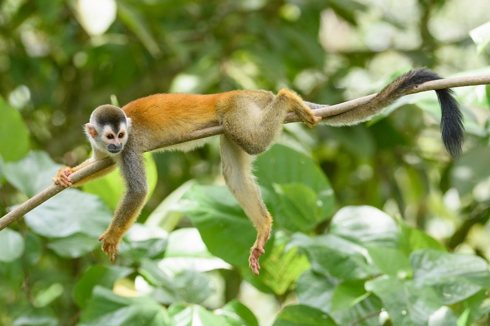 Doodshoofdaap costa rica 1 Doodshoofdaap costa rica 1