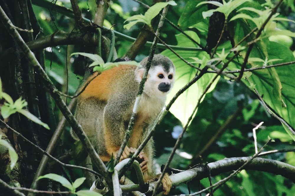 Doodshoofdaap nationaal park corcovado