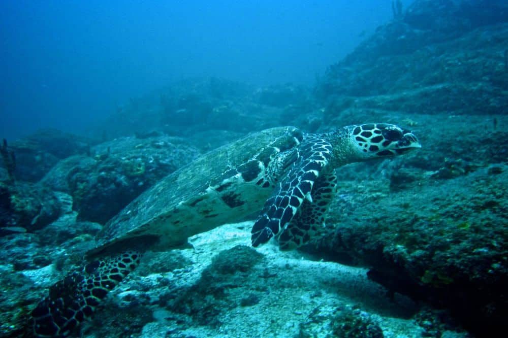 Duikreis Panama Isla Coiba 4 Duikreis Panama Isla Coiba 4