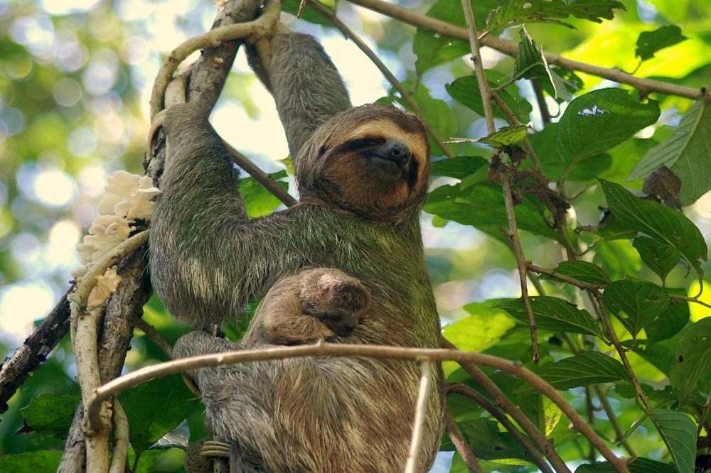 Duurzaam reizen Costa Rica Luiaard Duurzaam reizen Costa Rica Luiaard