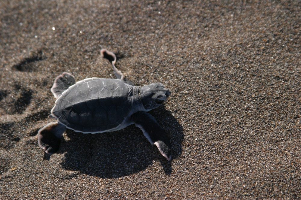 Duurzaam reizen Costa Rica Tortuguero Duurzaam reizen Costa Rica Tortuguero