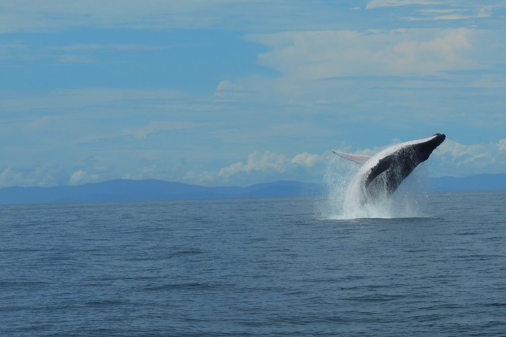 Duurzaam reizen Costa Rica Walvis Duurzaam reizen Costa Rica Walvis