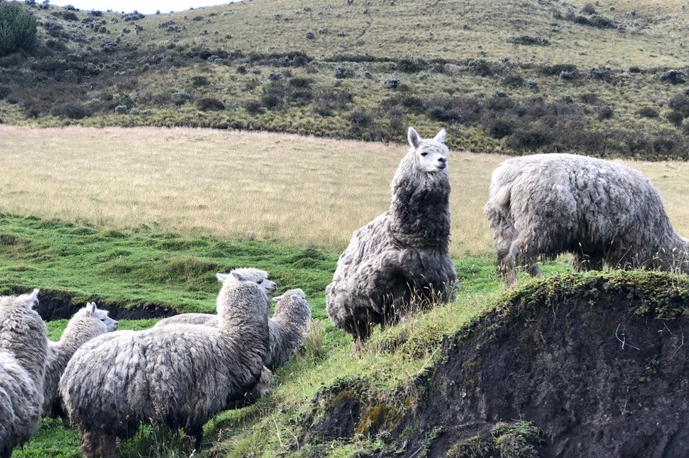 Ecuador Lama’s Cayambe Ecuador Lama's Cayambe