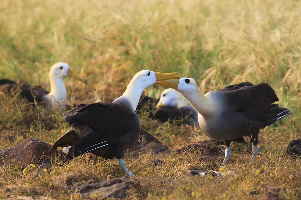 Espanola Albatros galapagos eilanden