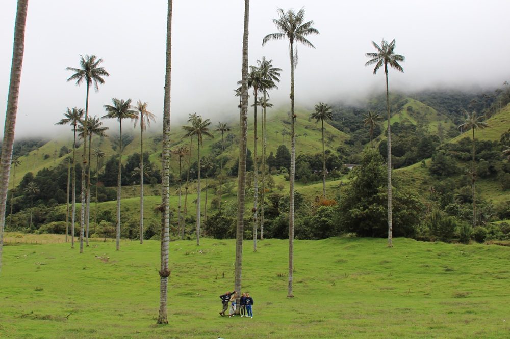 Familiereis Colombia Valle de Cocora