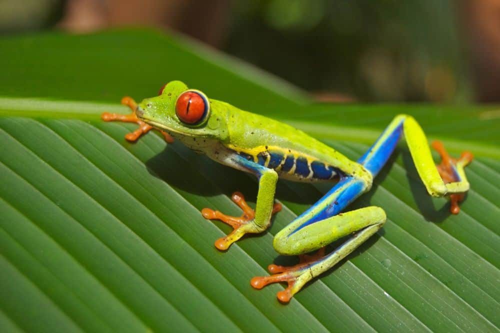 Familireis Costa Rica