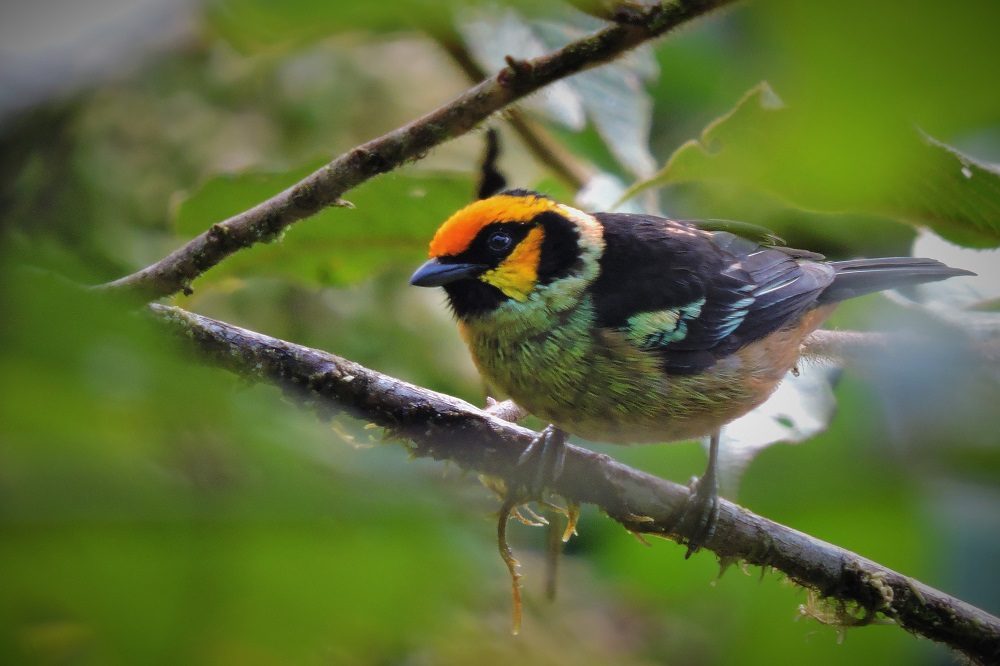 Flame-faced Tanager - Montezuma vogelreis colombia
