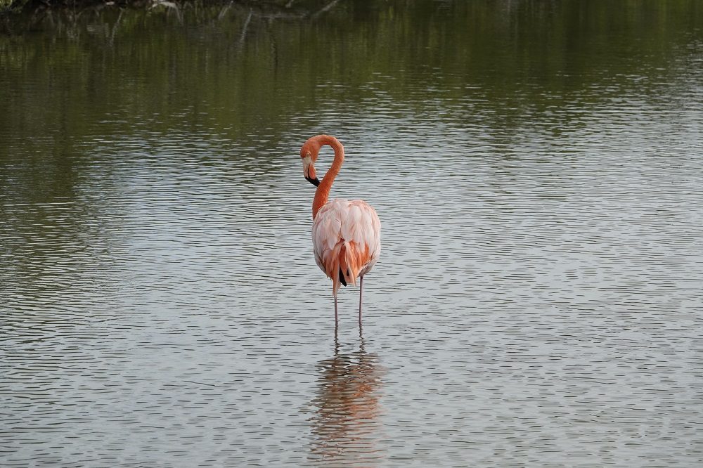Flamingo Galapagos 1