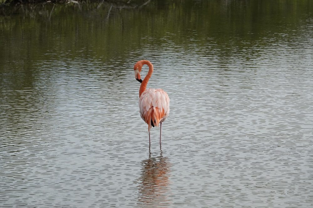 Flamingo Galapagos