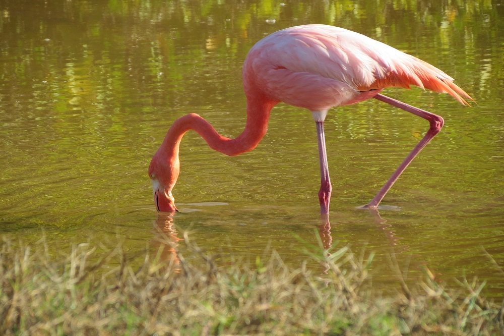 Flamingo Galapagos Santa Cruz 2