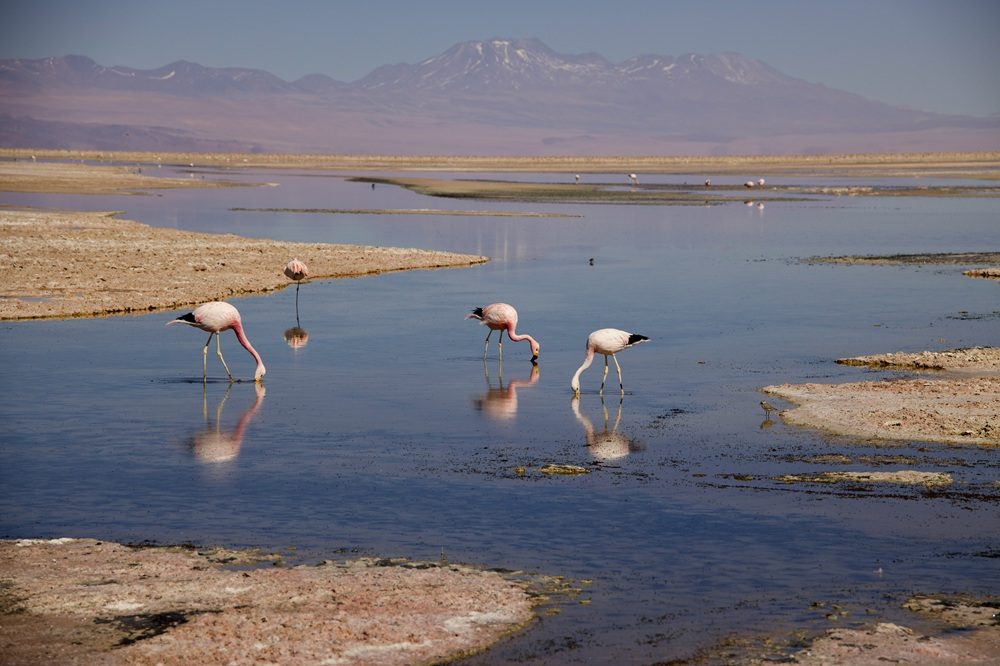 Flamingo's Atacama Chili