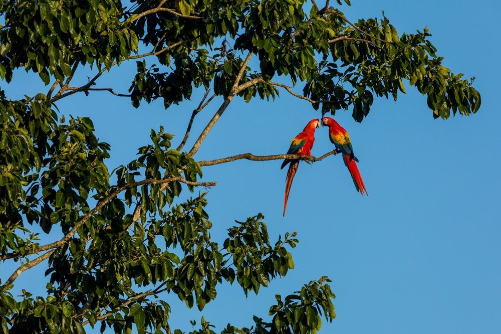 Fotografiereis Costa Rica Ara Fotografiereis Costa Rica Ara
