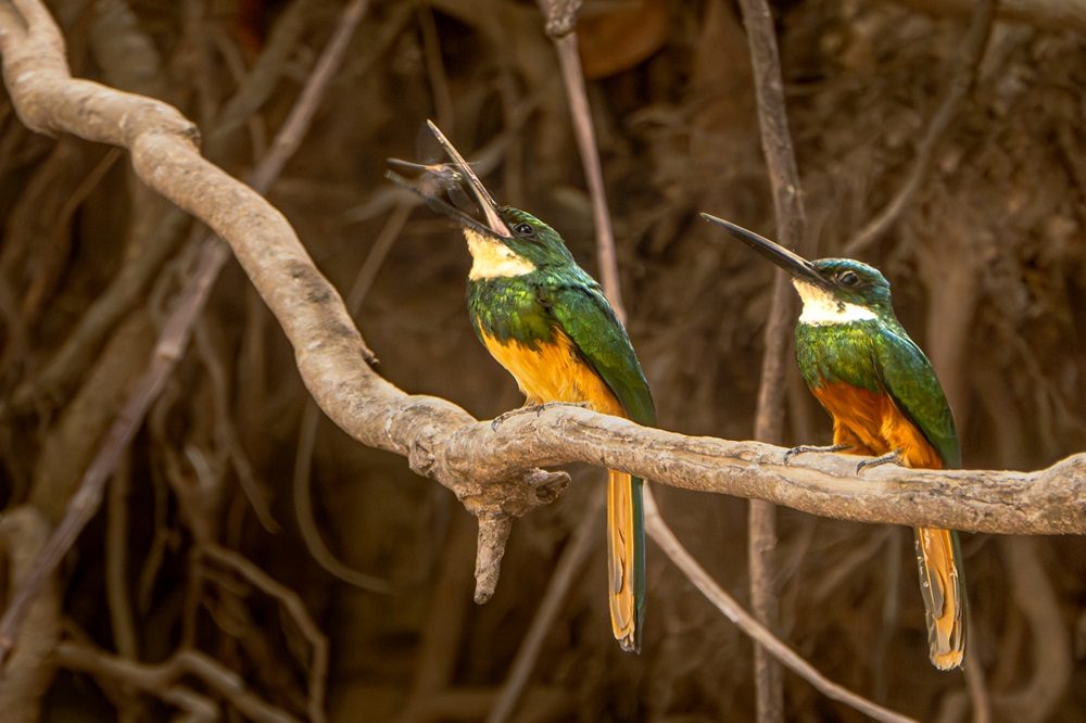 Fotografiereis Pantanal