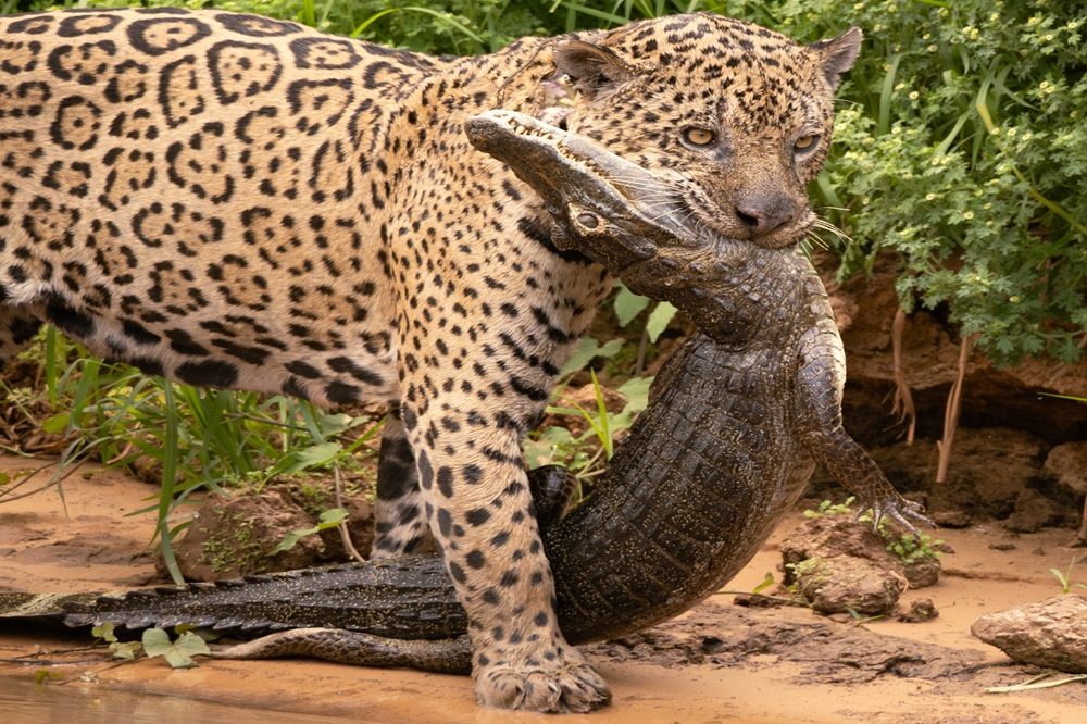 Fotografiereis Pantanal