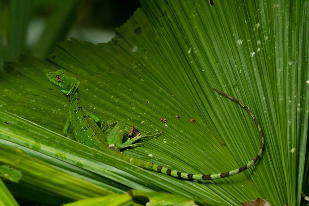 Fotoreis Costa Rica