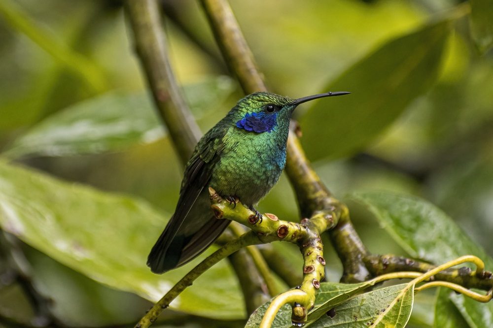 Fotoreis Costa Rica 19