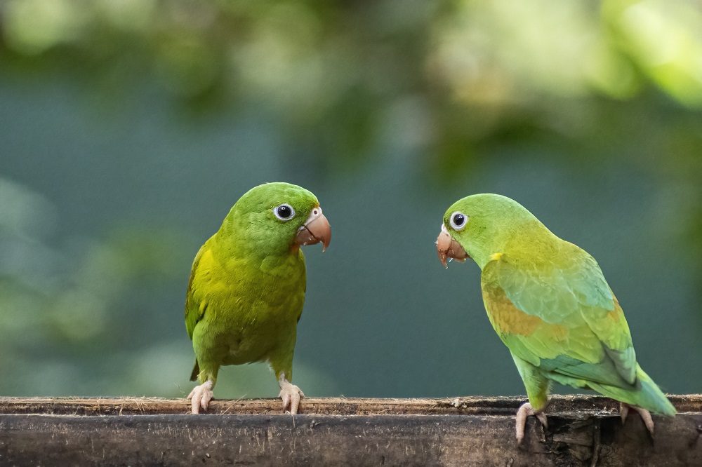 Fotoreis-Costa-Rica