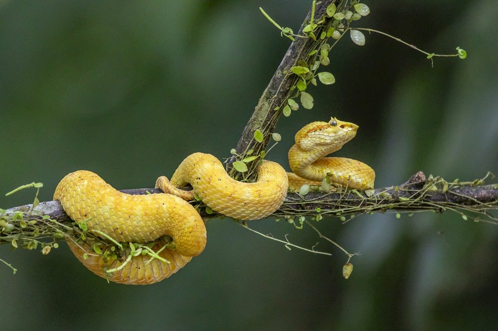 Fotoreis Costa Rica slang Fotoreis Costa Rica slang