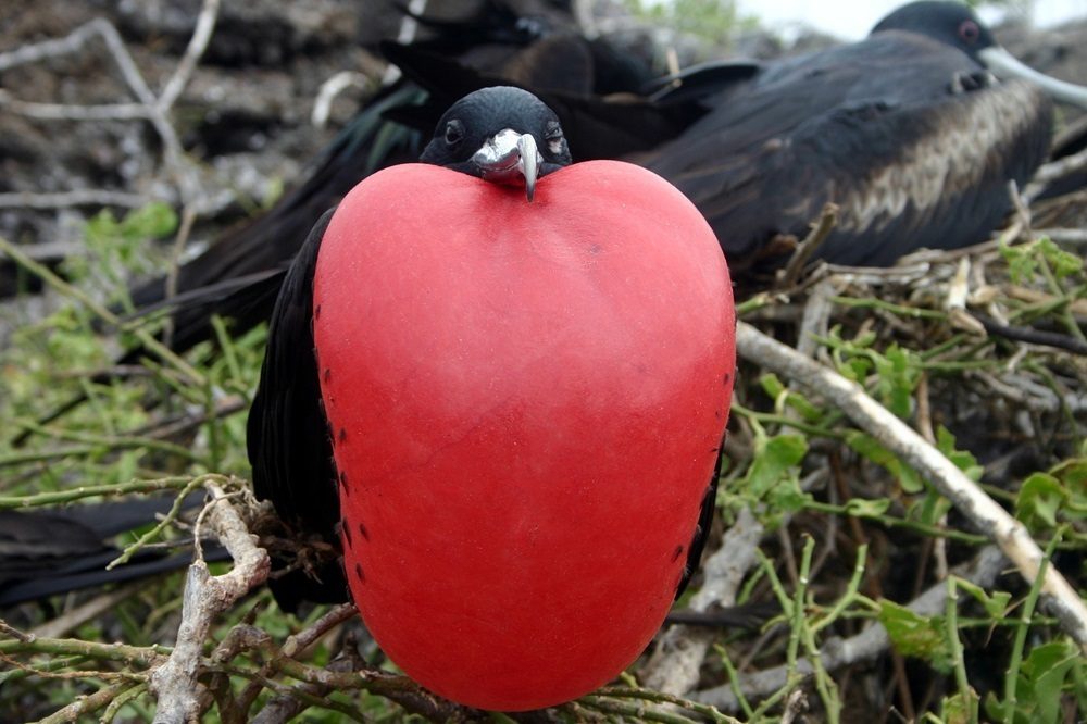 Fregatvogel dieren Galapagos ecuador